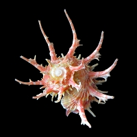 Angaria vicdani 5-2016 9398